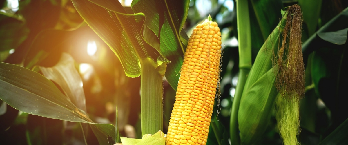 Maize