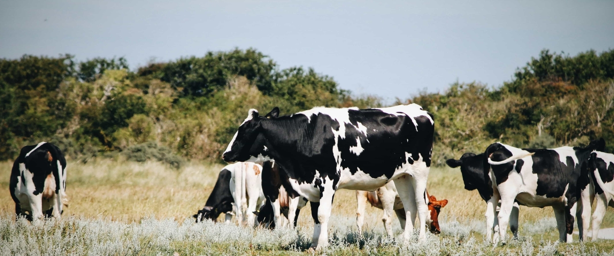 cows