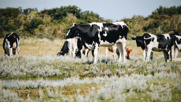 cows